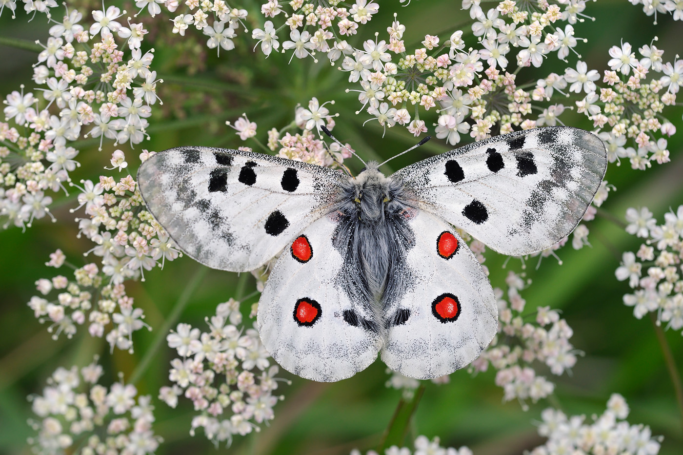 Apollon (Parnassius apollo) Pentes du puy de Dôme à Ceyssat (Puy-de-Dôme) Parc naturel régional des Volcans d'Auvergne