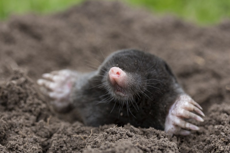 mol