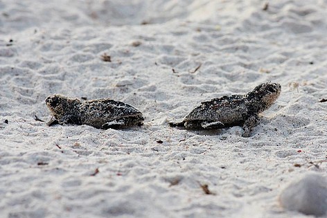 image002