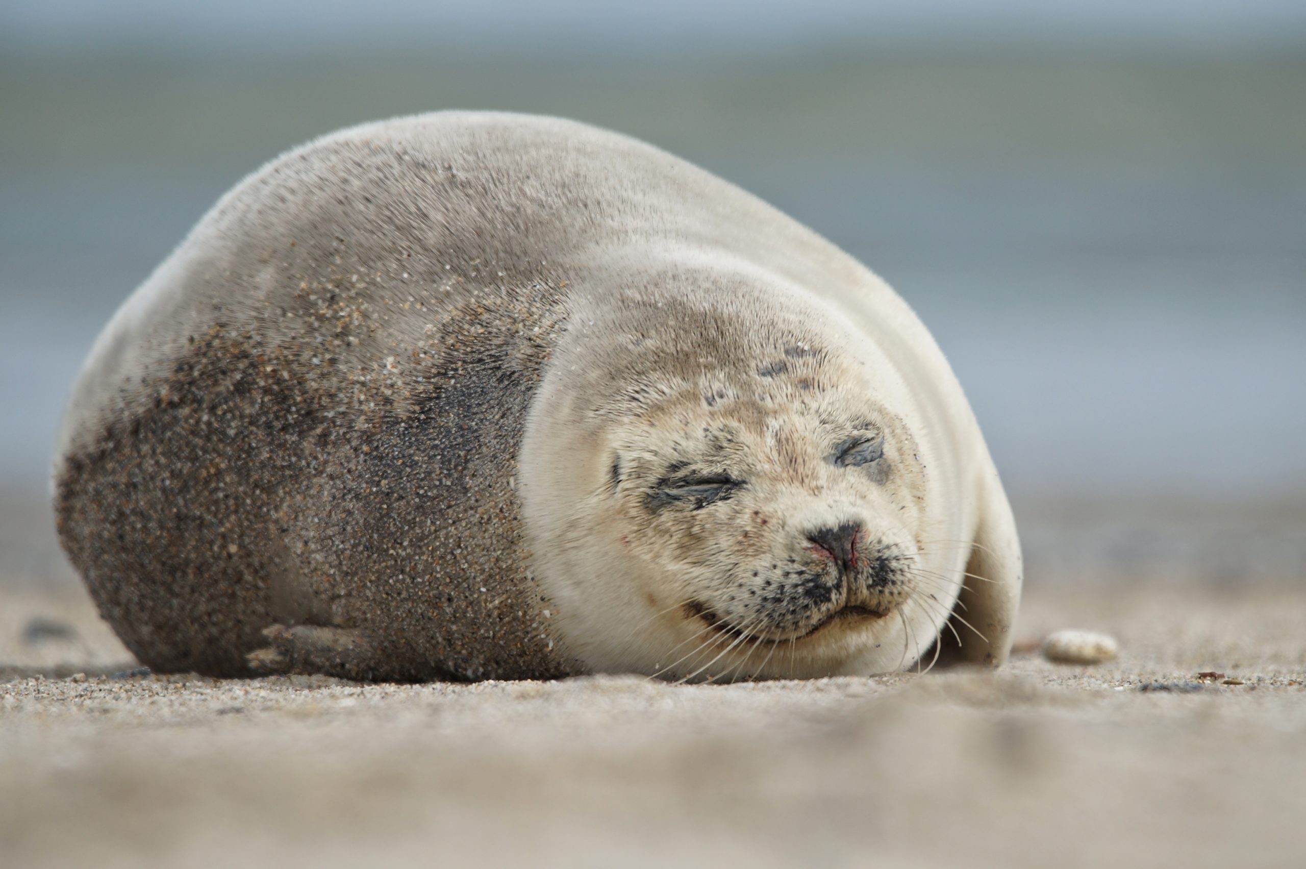 slapen zeehonden