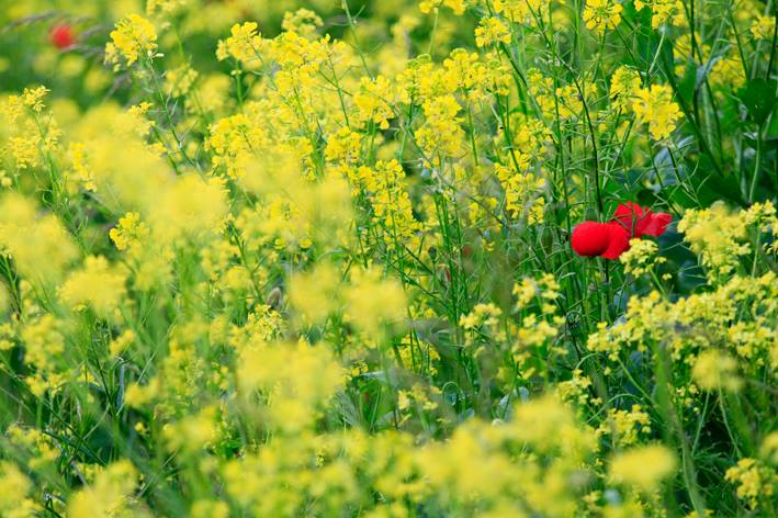 plantenblindheid