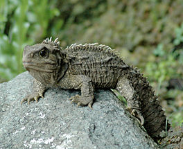 264px-30-ish_male_tuatara