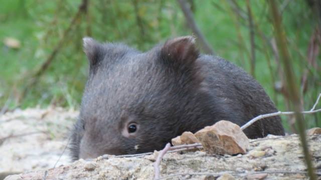 1394100_692869270726263_563617052_n