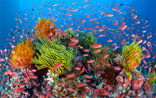 Foto: Gary Bell/Oceanwidelmages.com