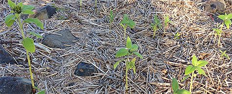 zonnebloemen-in-aanspoelsel