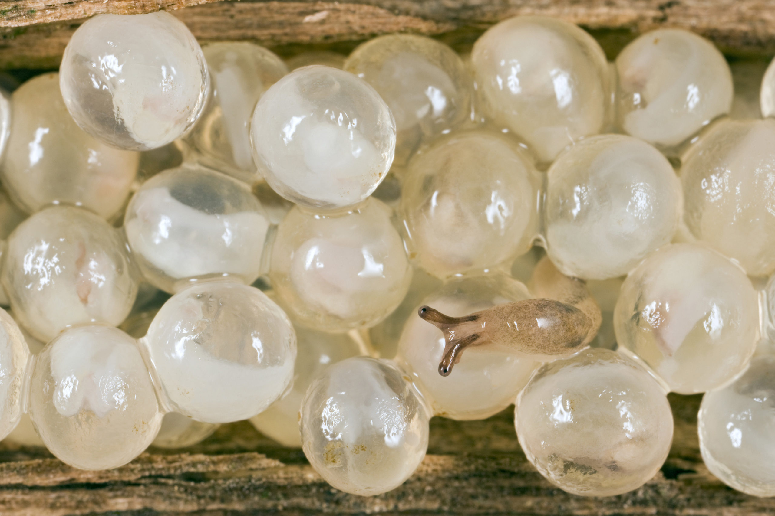 Schnecken-Gelege /Egg pouch from snail