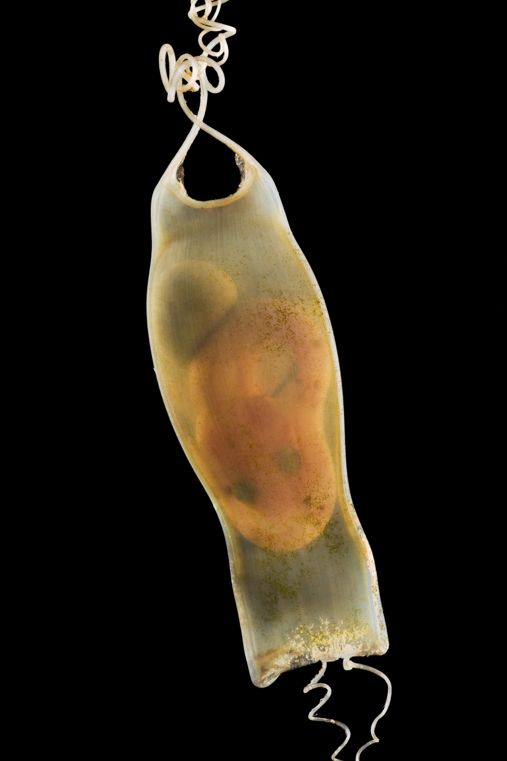 Catshark embryo / Katzenhai Embryo