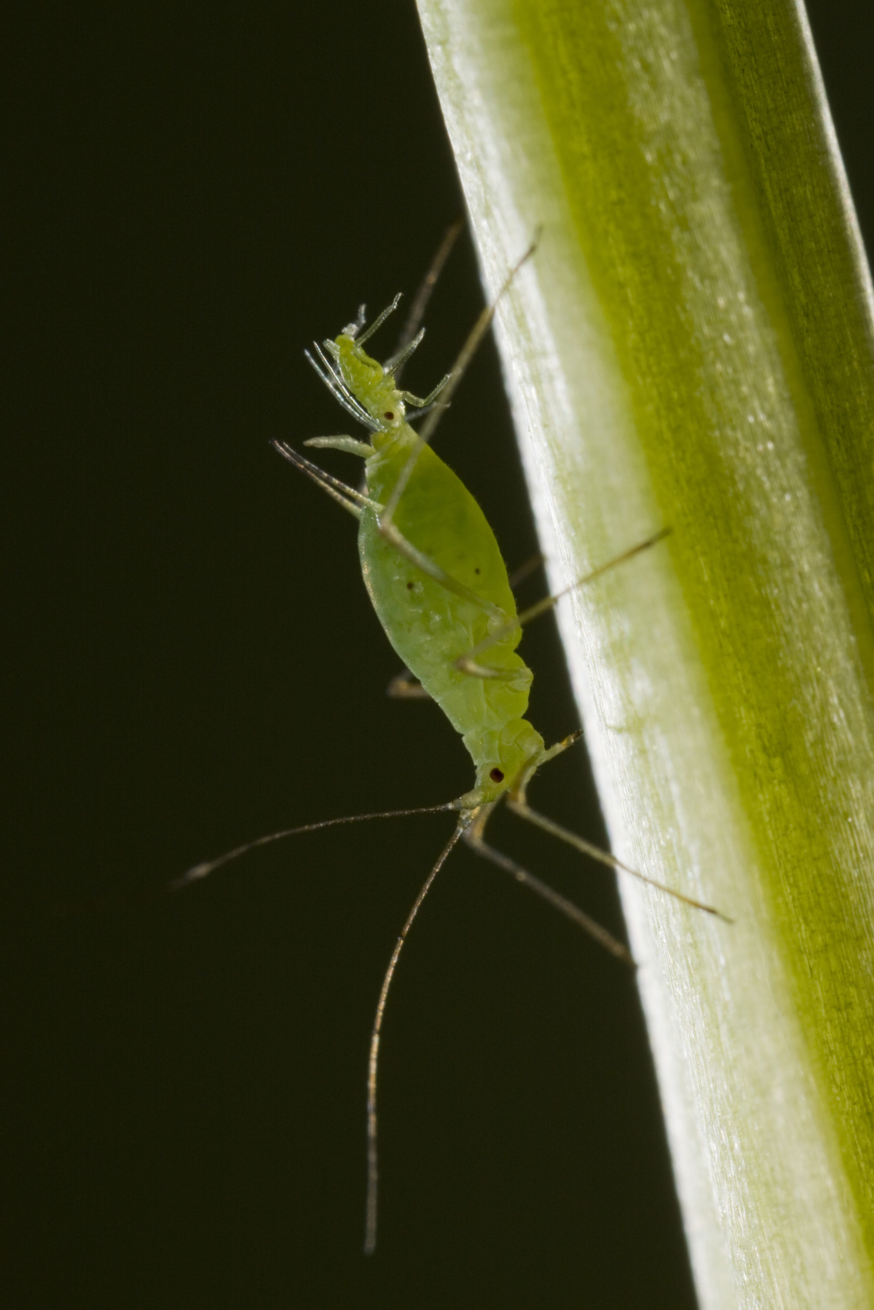 Aphid / Blattlaus
