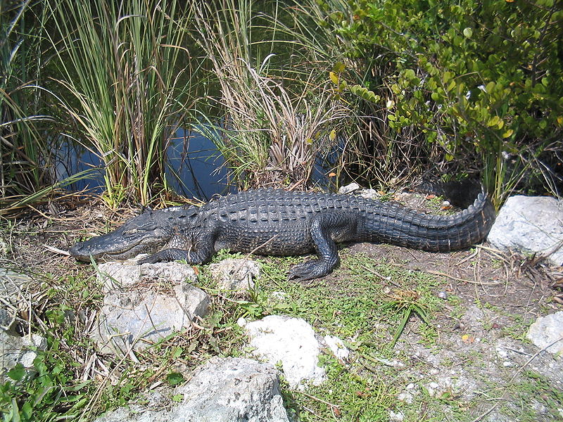 800px-American_alligator_Everglades_National_Park_0024