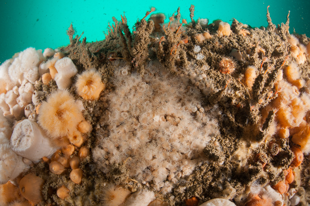 04_Corynactis_viridis_Cor_Kuyvenhoven