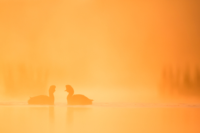 Michel_dOultremont_Parade_in_the_yellow