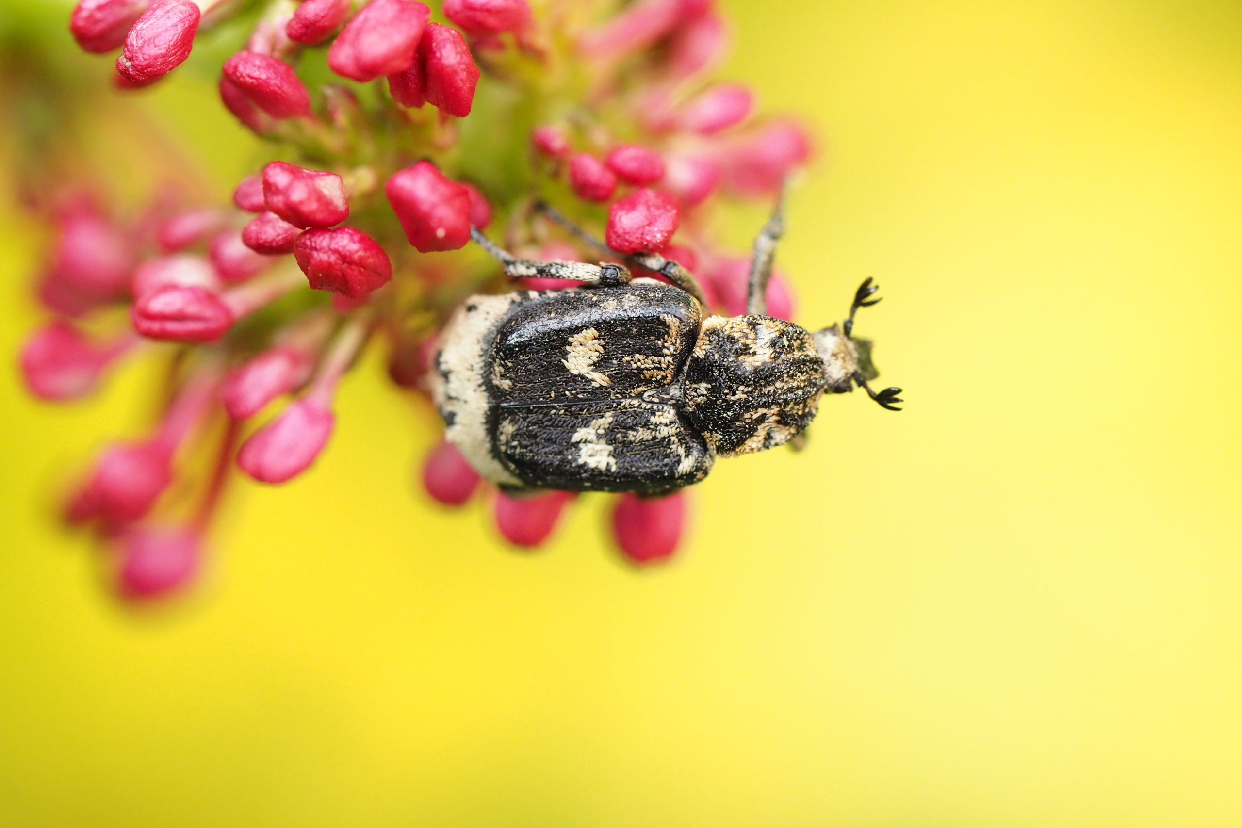 Roots Foto van de Maand september