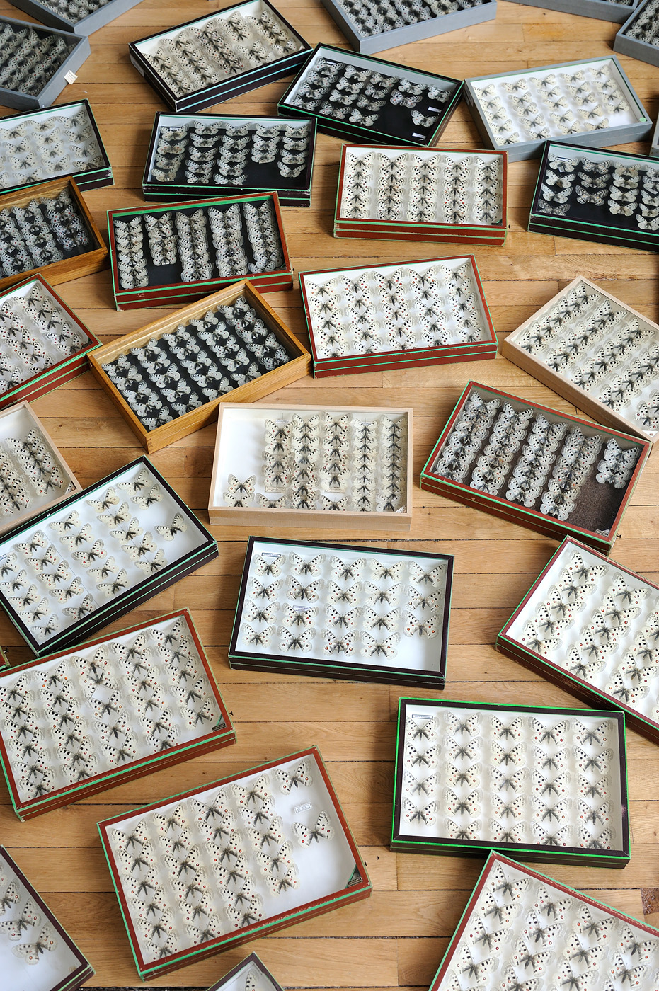 Collection d'apollons (Parnassius apollo) Collections du Muséum d'Histoire naturelle Henri-Lecoq à Clermont-Ferrand (Puy-de-Dôme)