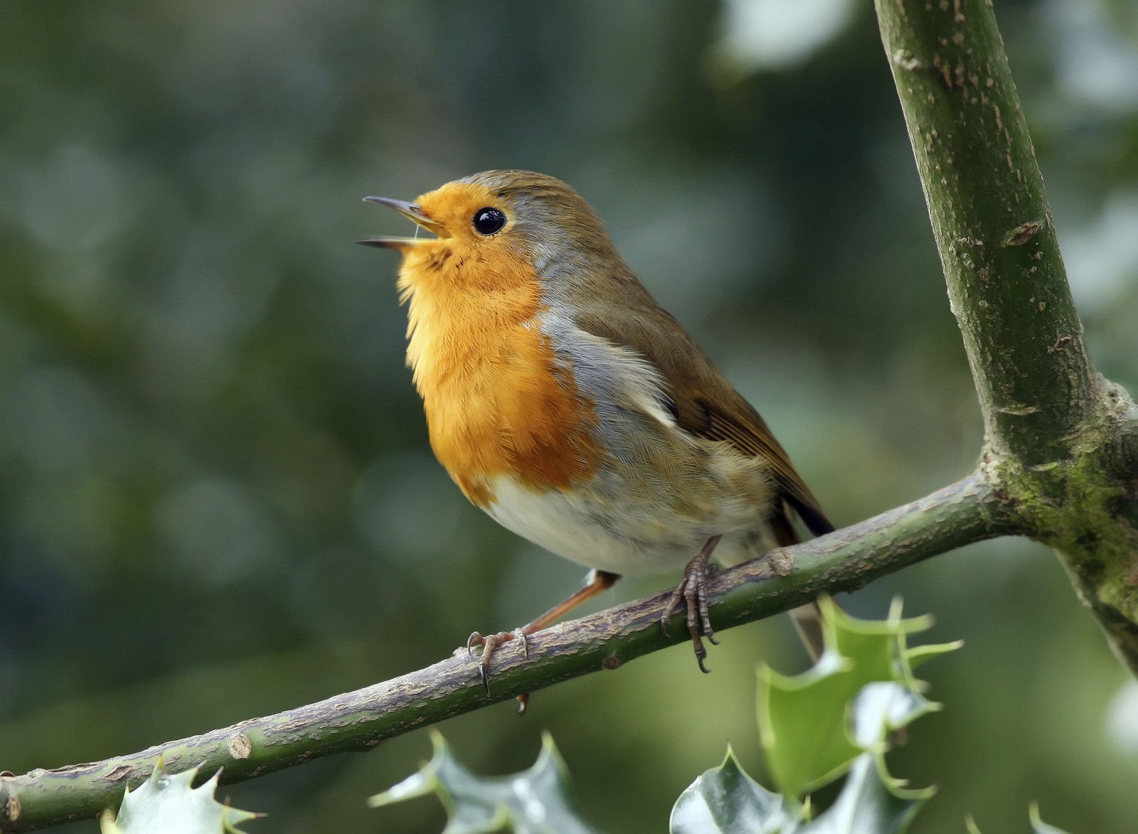 roodborst