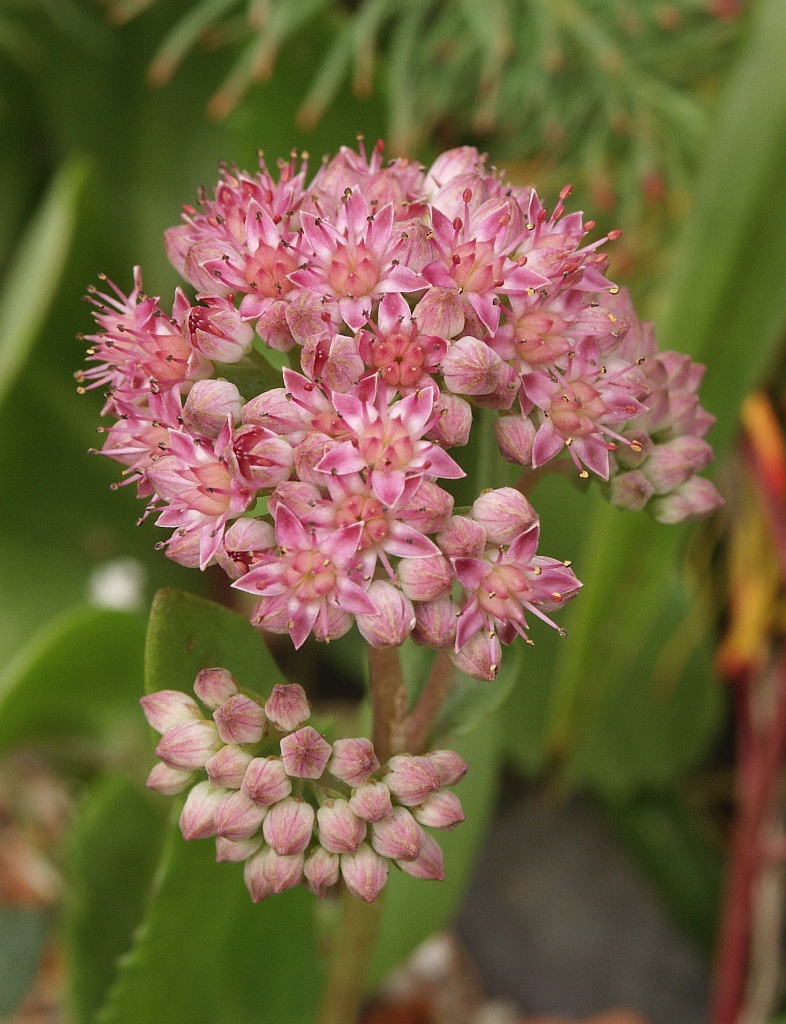 Sedum_telephium_150805