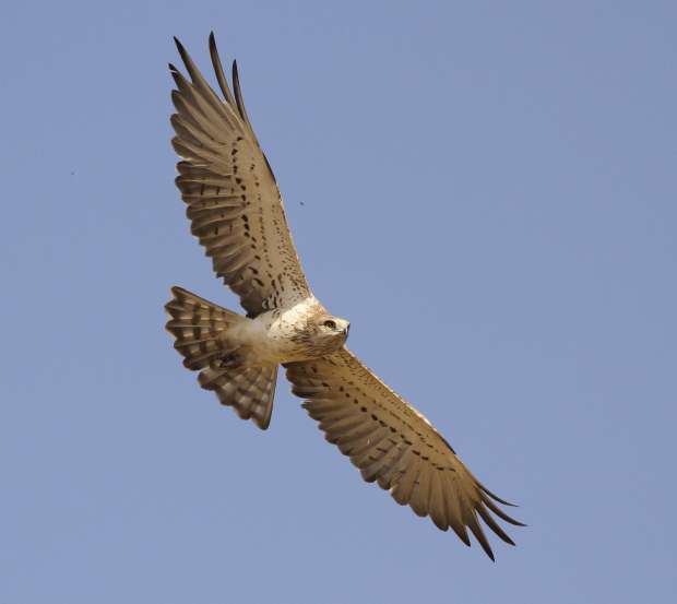Slangenarend boven de hei