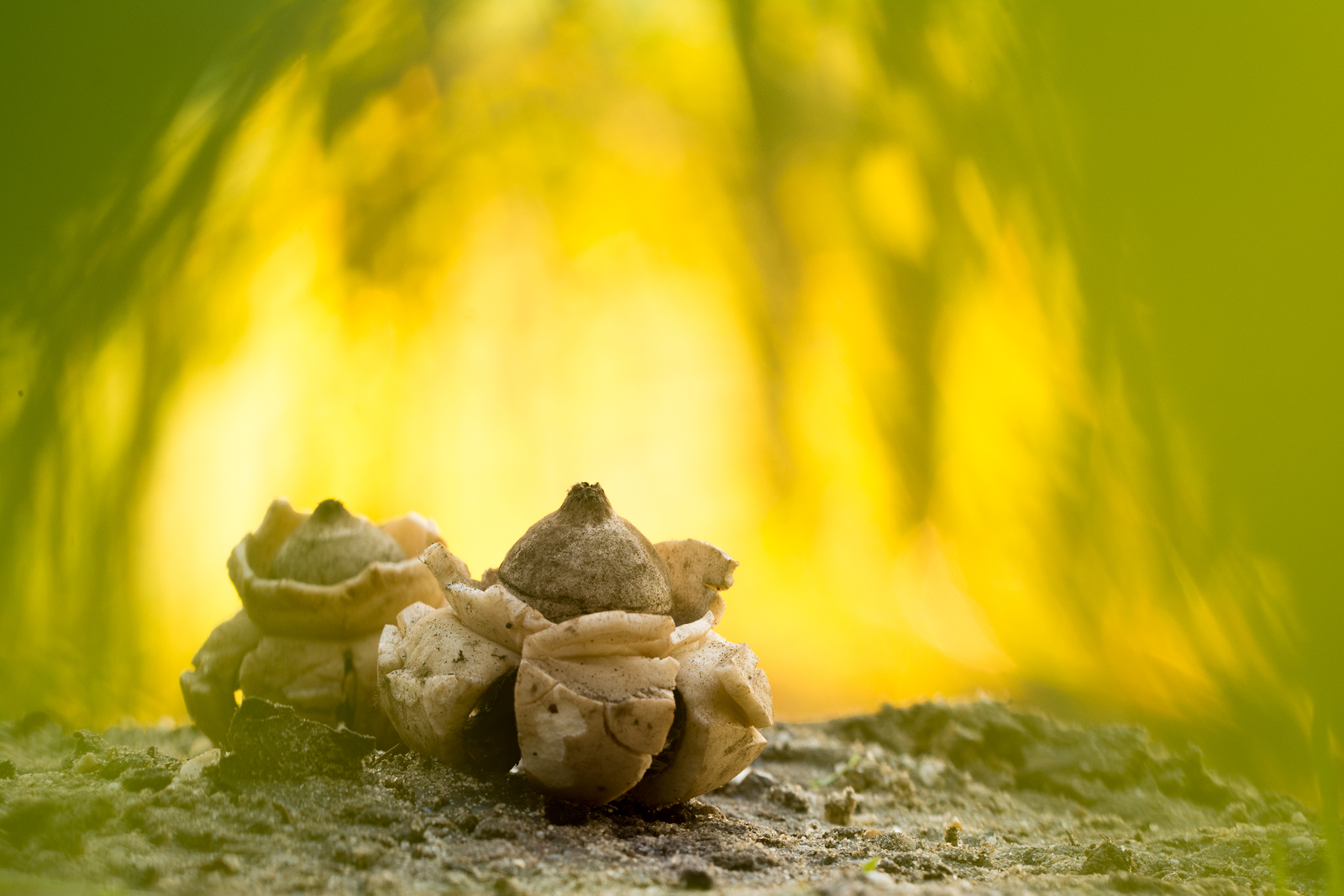 paddenstoelenfotografie