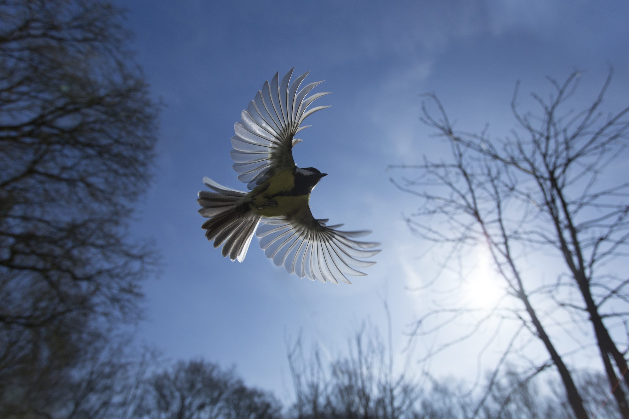 Foto van de maand februari 2018