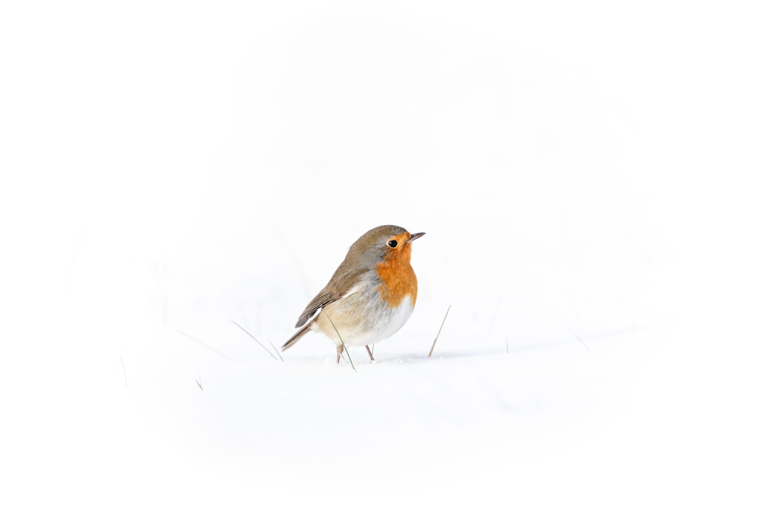 winters landschap