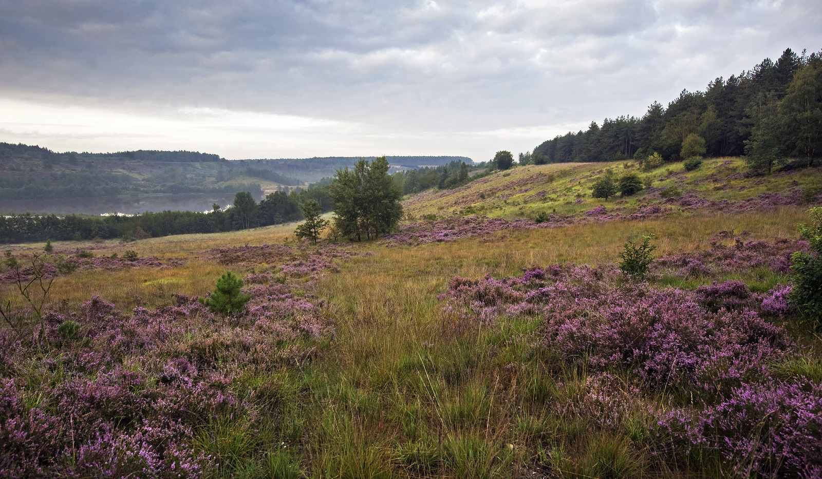 heideveld in nationaal park Hoge Kempen