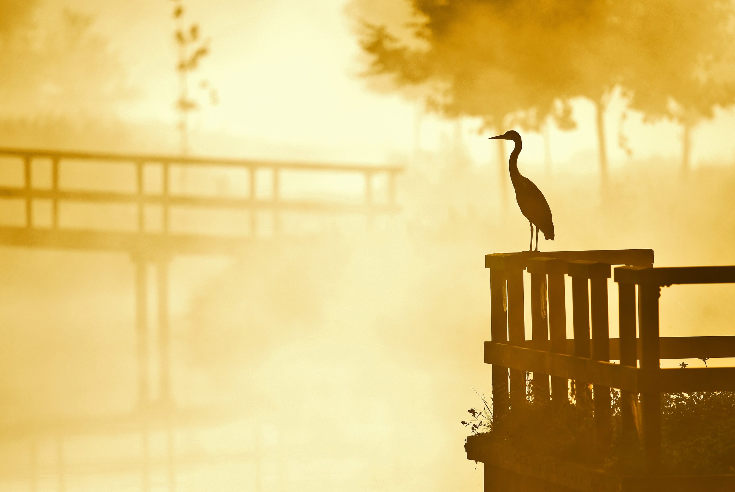 reiger
