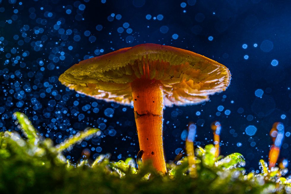 sprookjesachtige sfeer