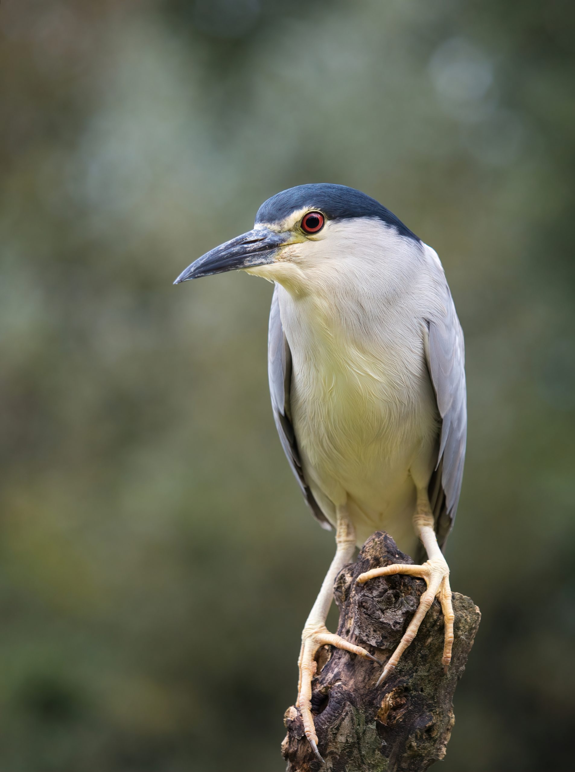 kwak