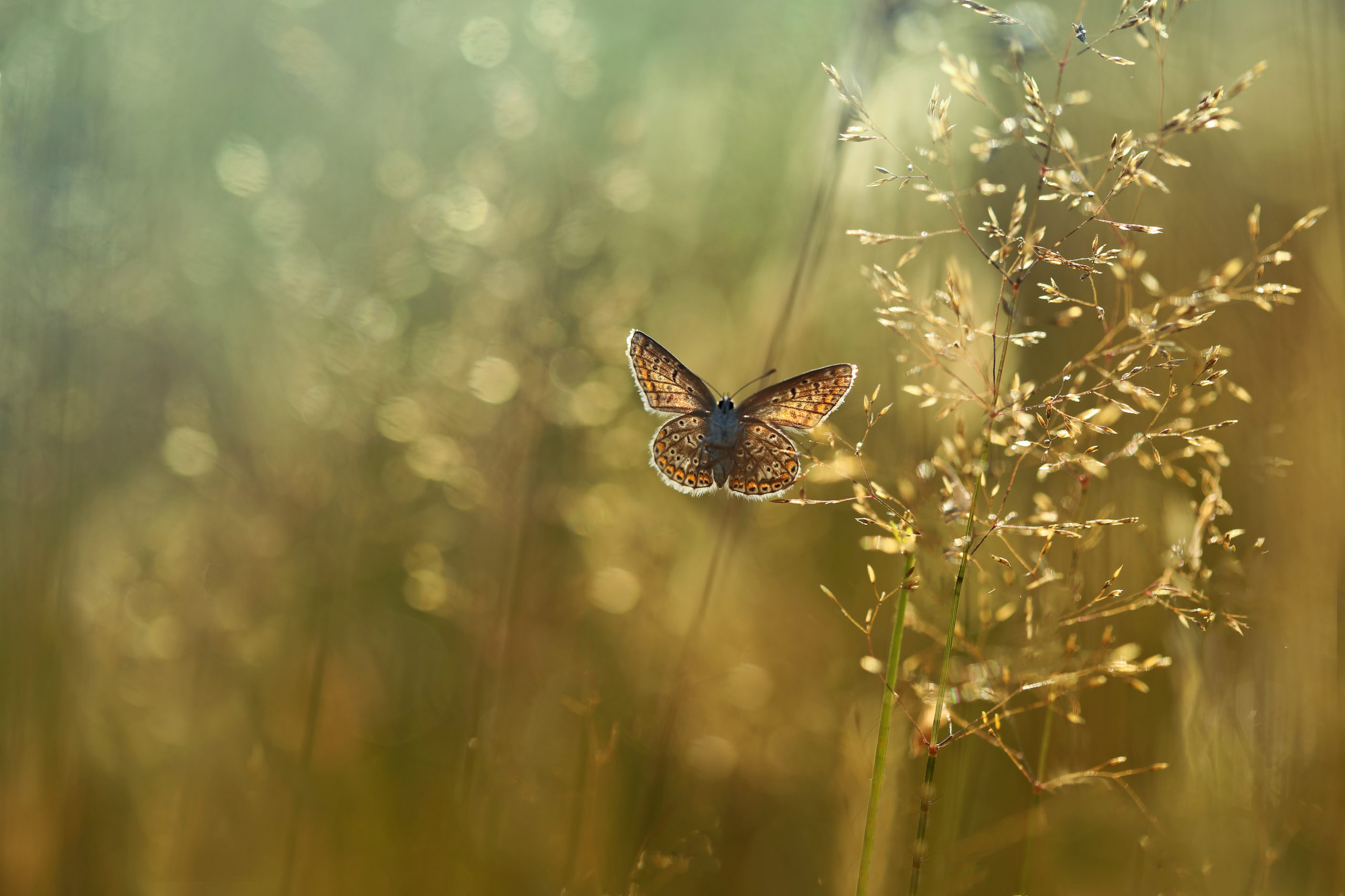 Foto van de Maand februari