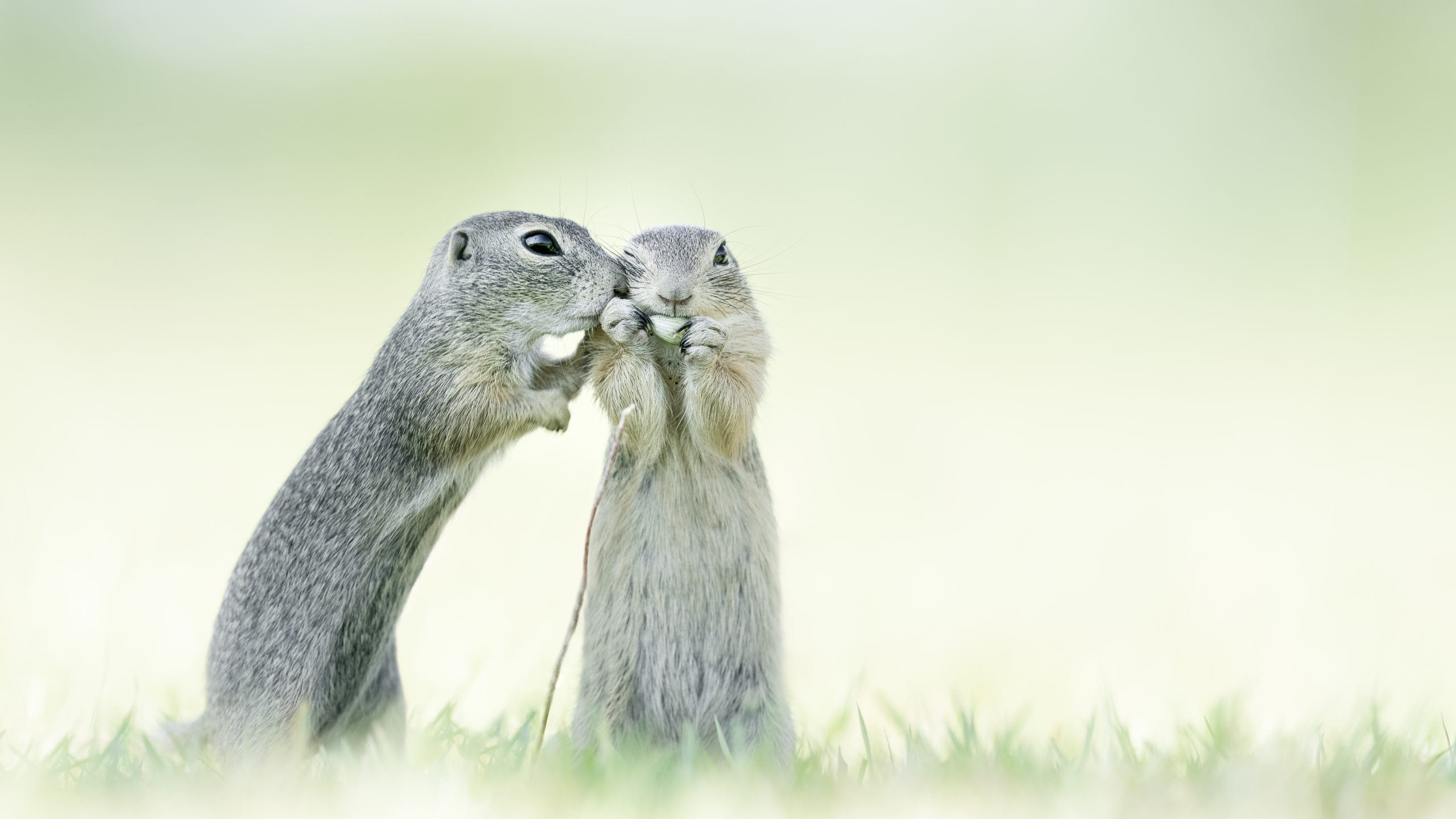Roots Foto van de Maand maart