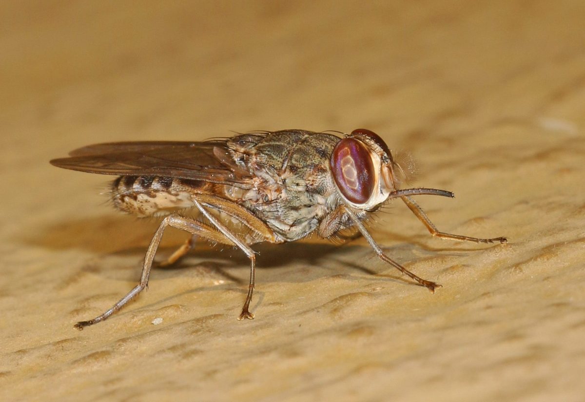 gevaarlijkste dieren