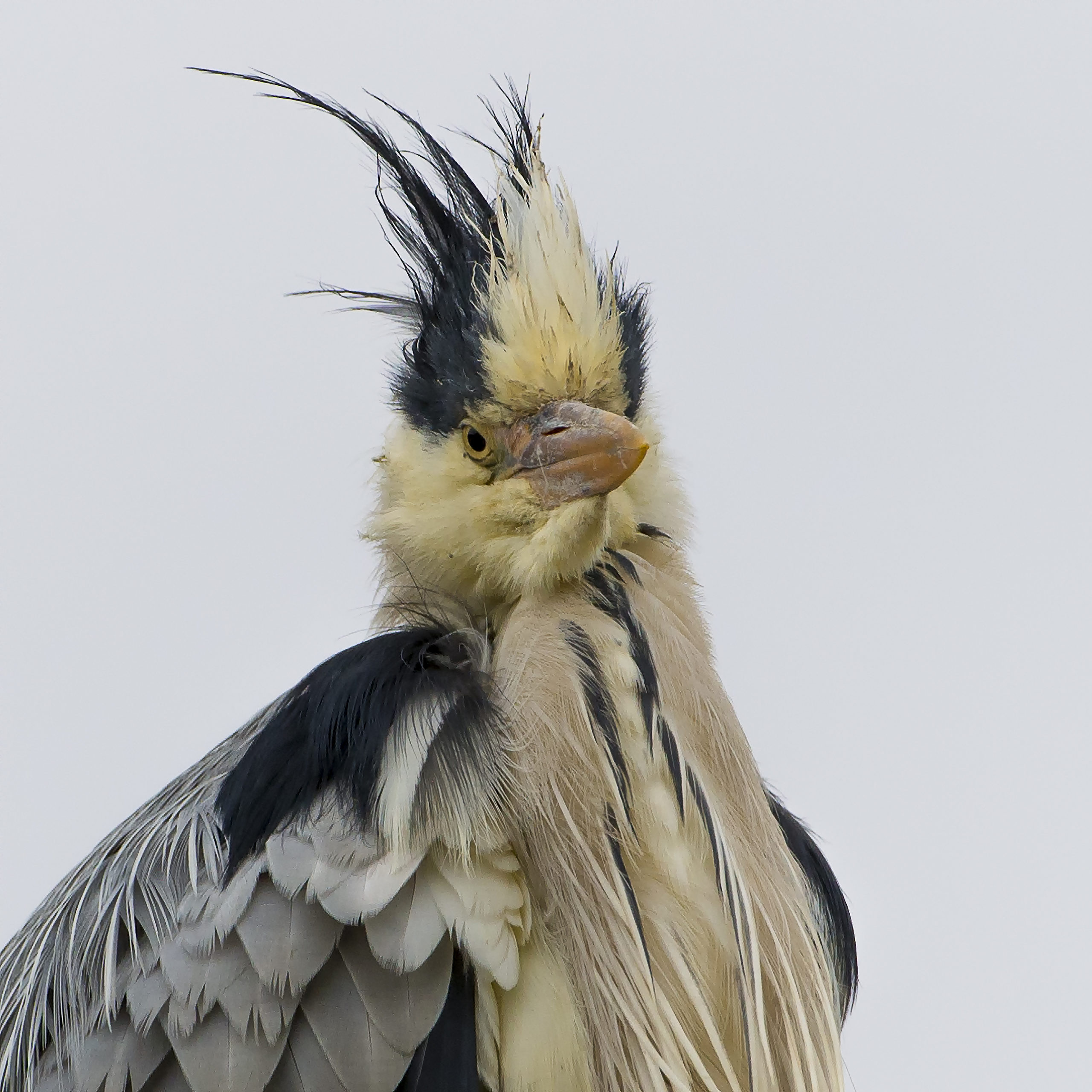 blauwe reiger