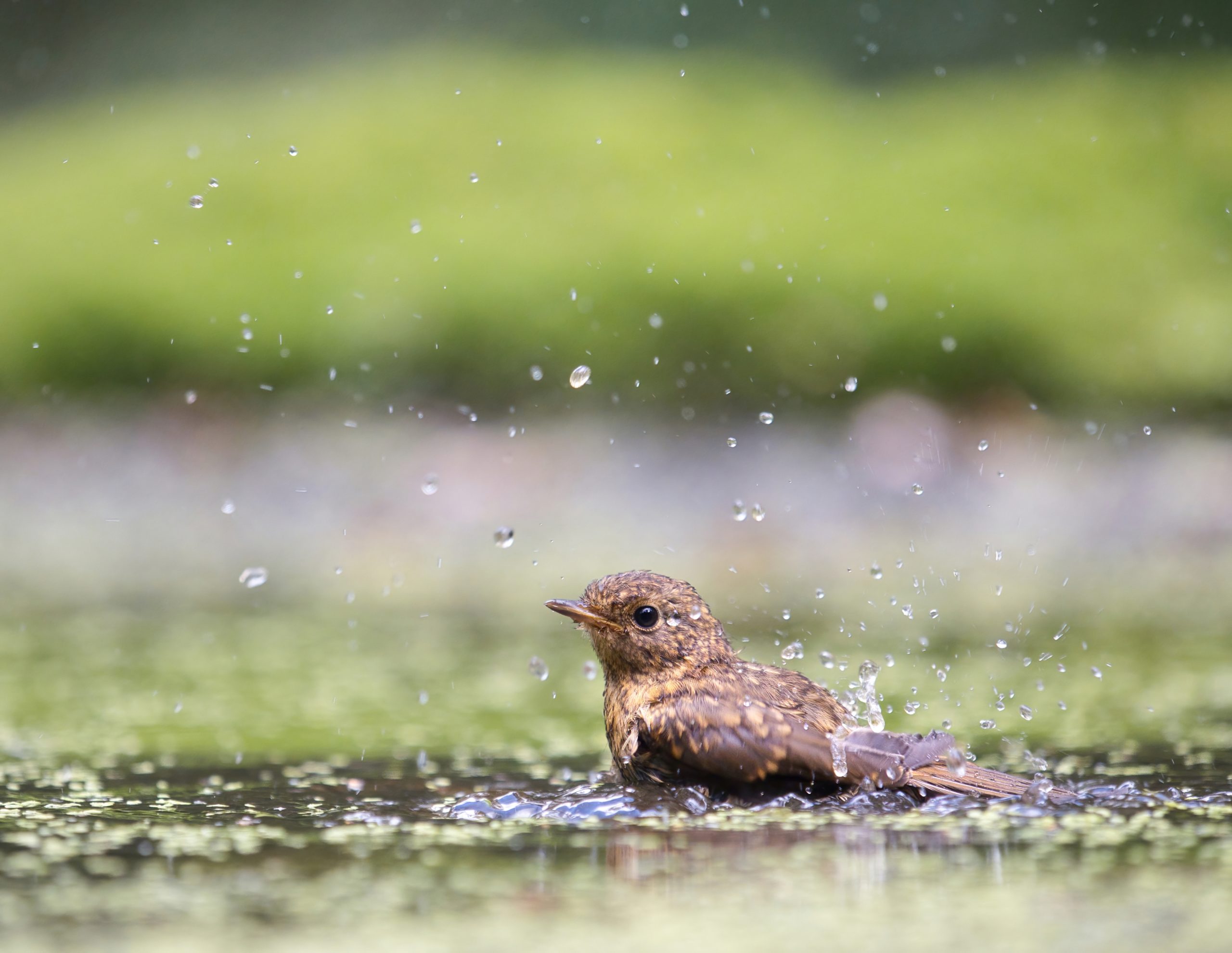 jonge roodborst