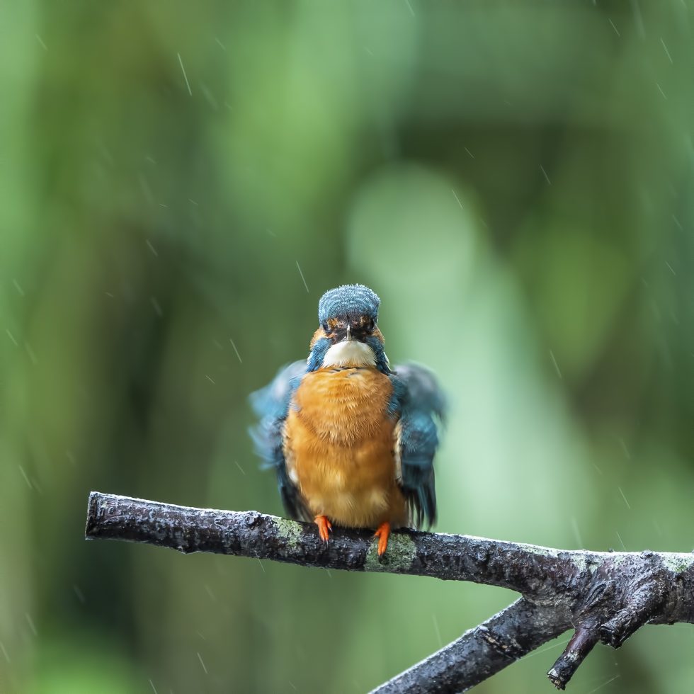 ijsvogel