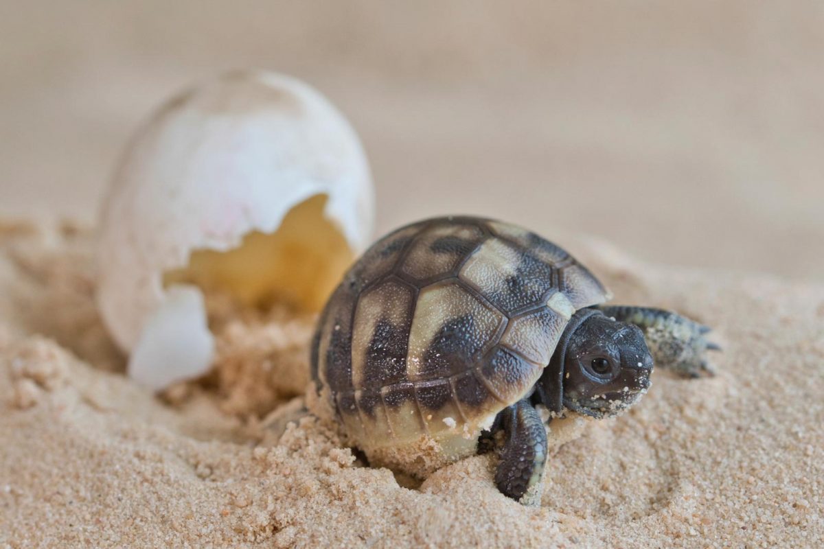 schildpadden