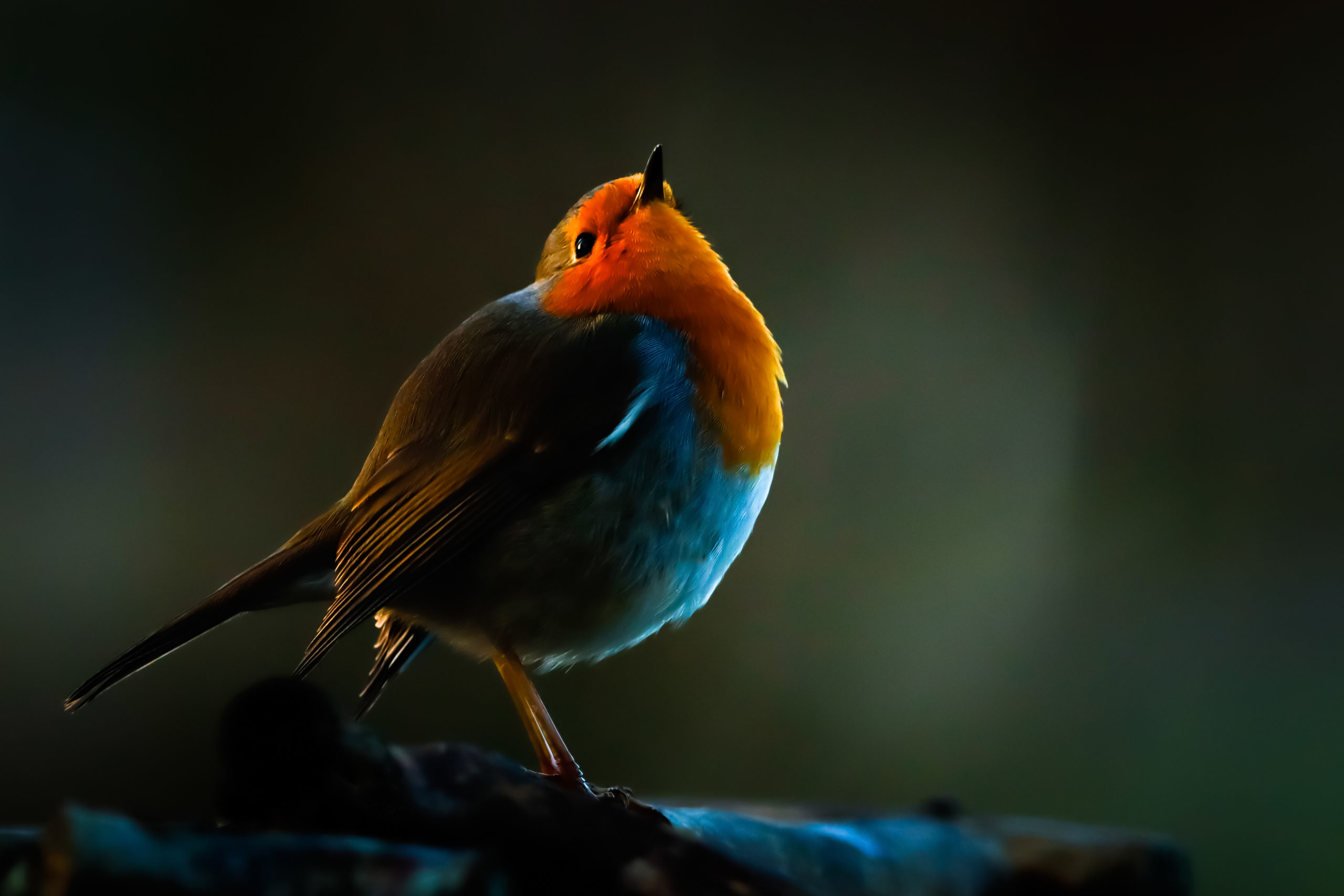roodborst