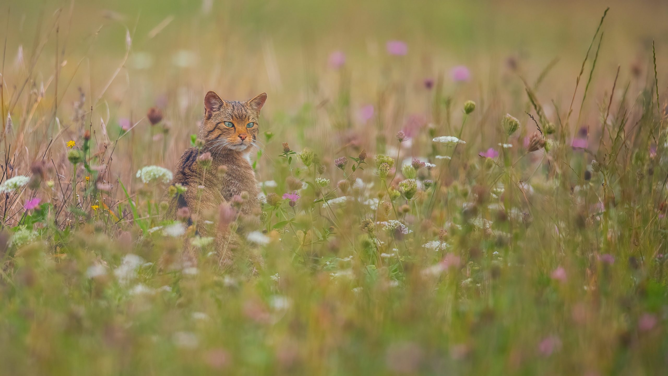 wilde kat