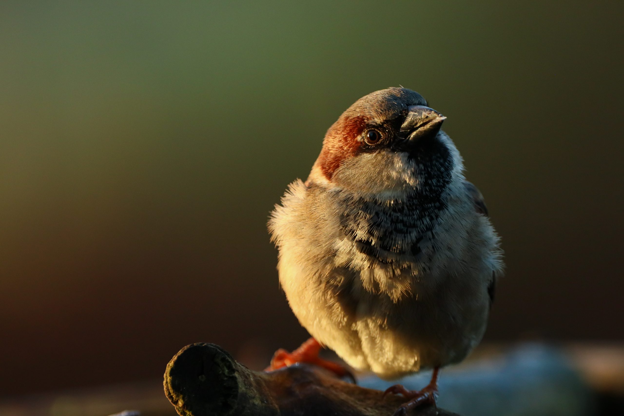 Roots Fotowedstrijd 2022