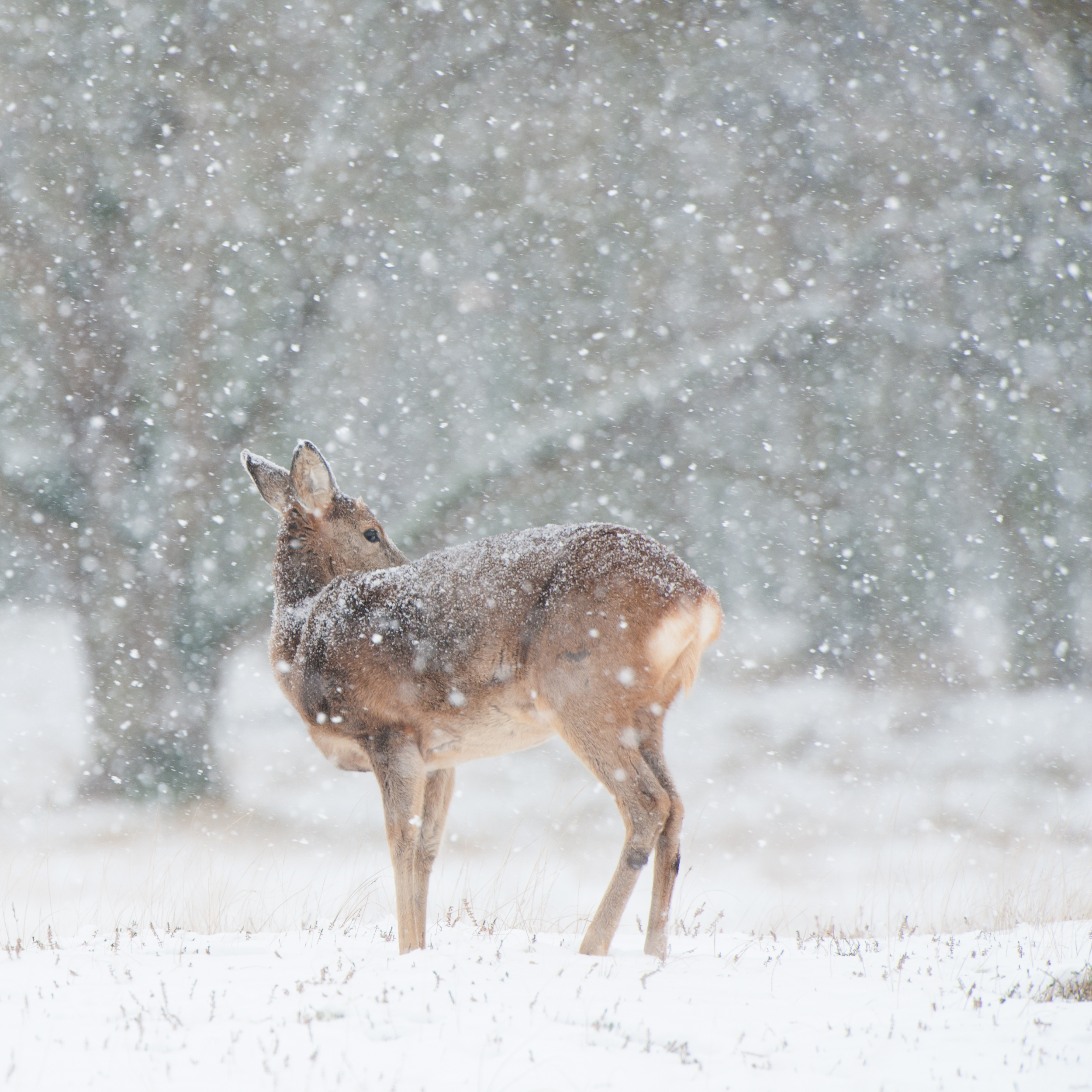 witte kerst ree