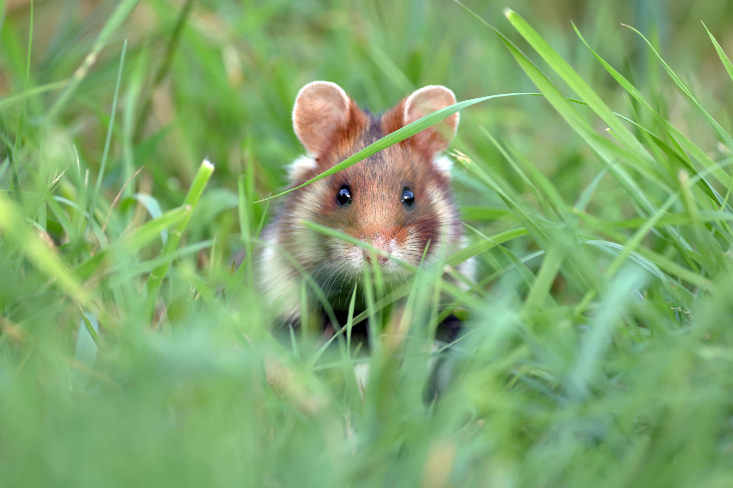 wilde hamster