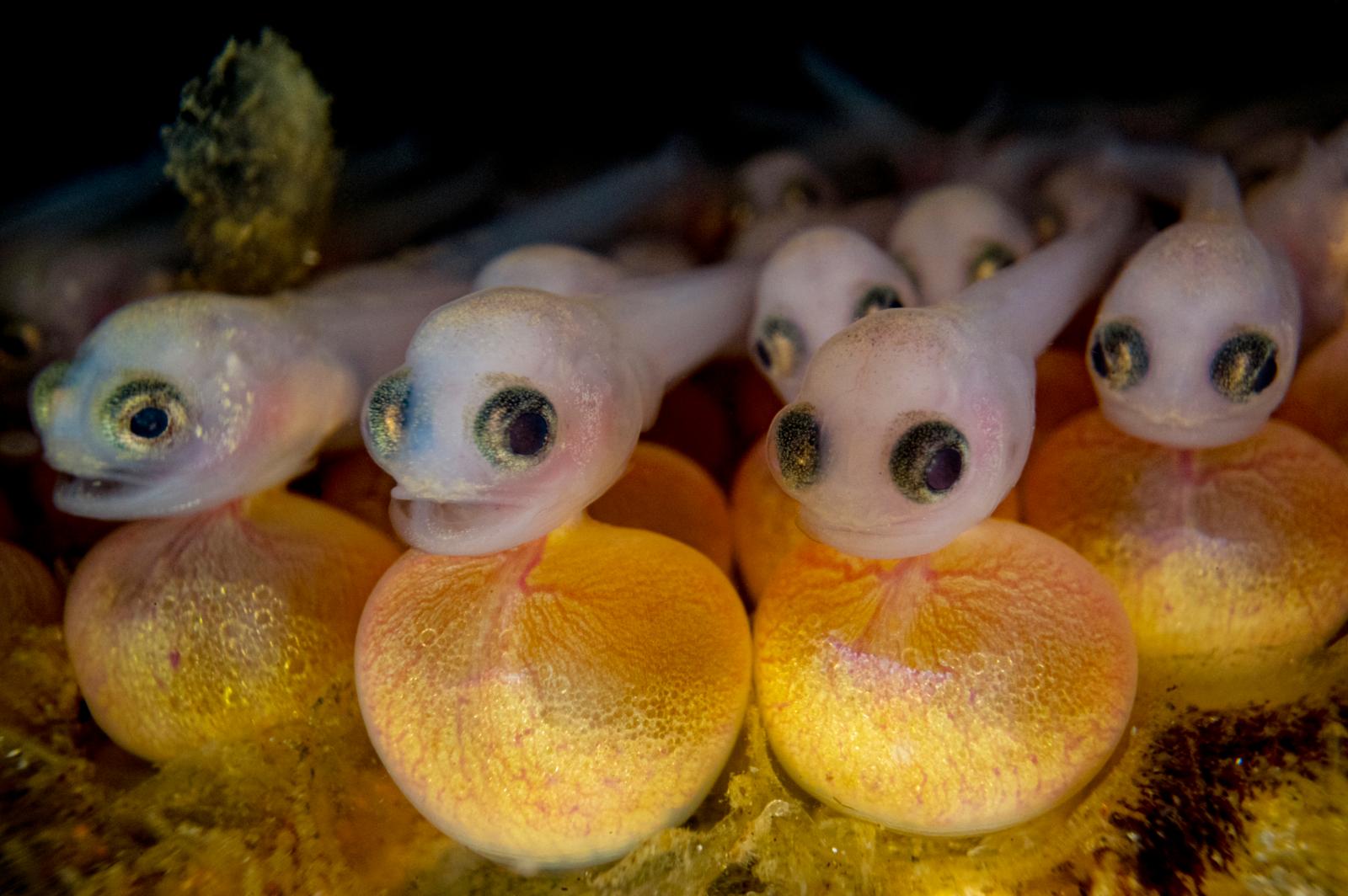 Underwater Photographer of the Year