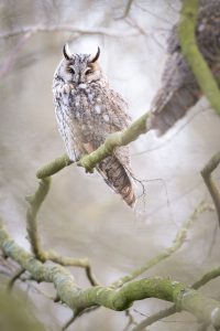 ransuil roofvogel