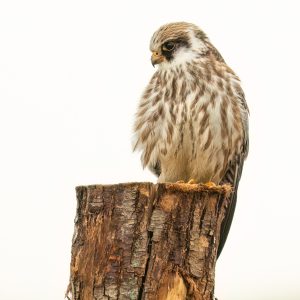 roodpootvalk