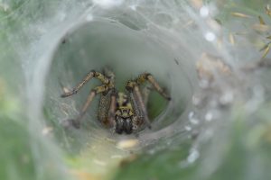 trechterspin